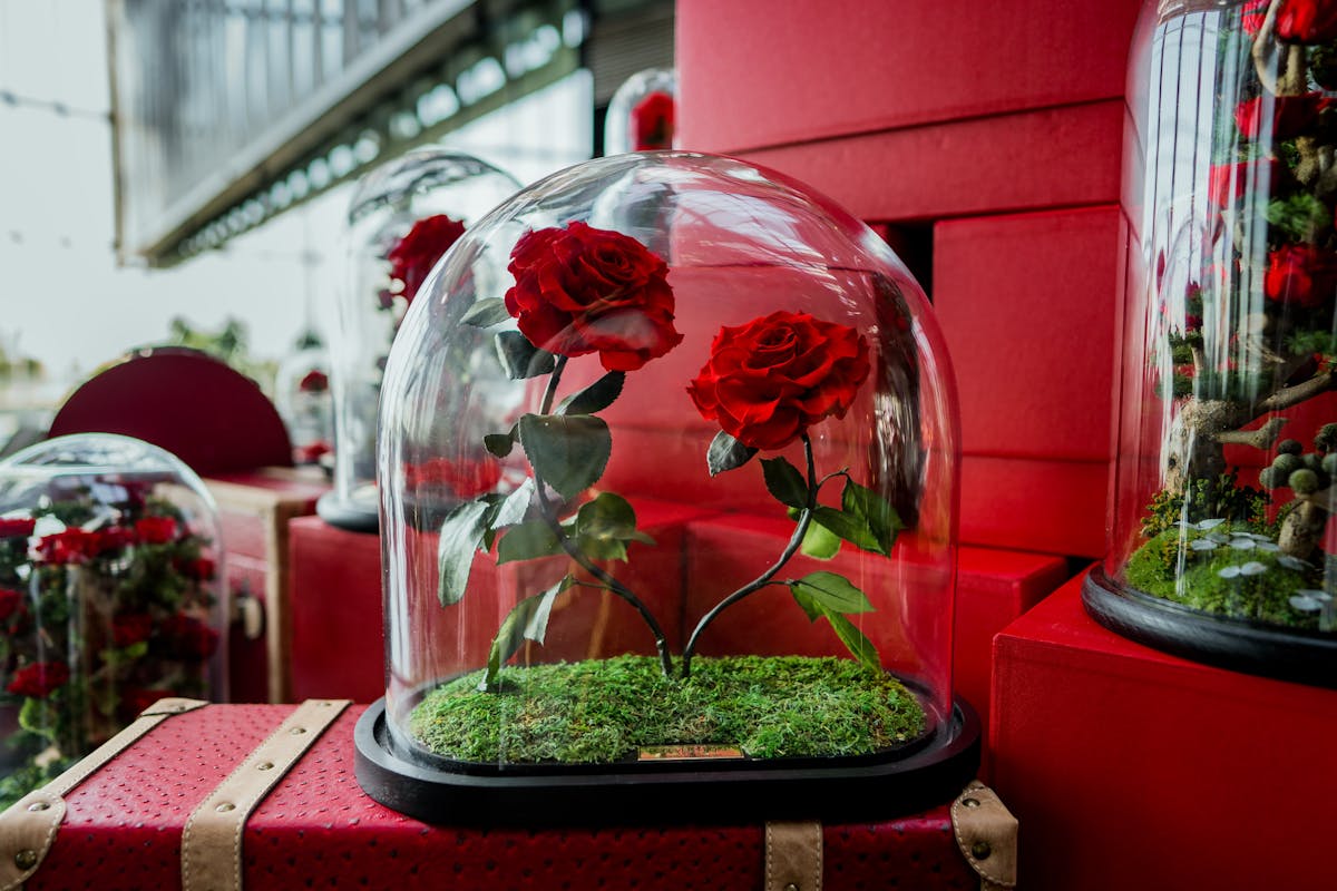 Roses rouges préservées sous dômes de verre — cadeau luxe