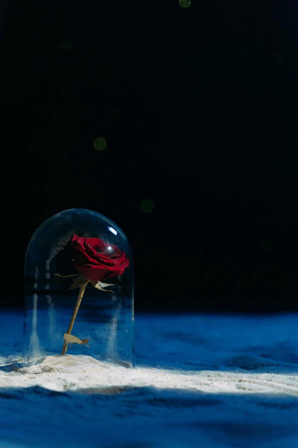Rose éternelle rouge sous cloche de verre sur fond sombre