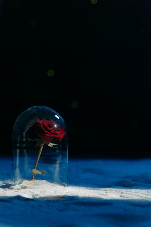Rose éternelle rouge sous cloche de verre sur fond sombre