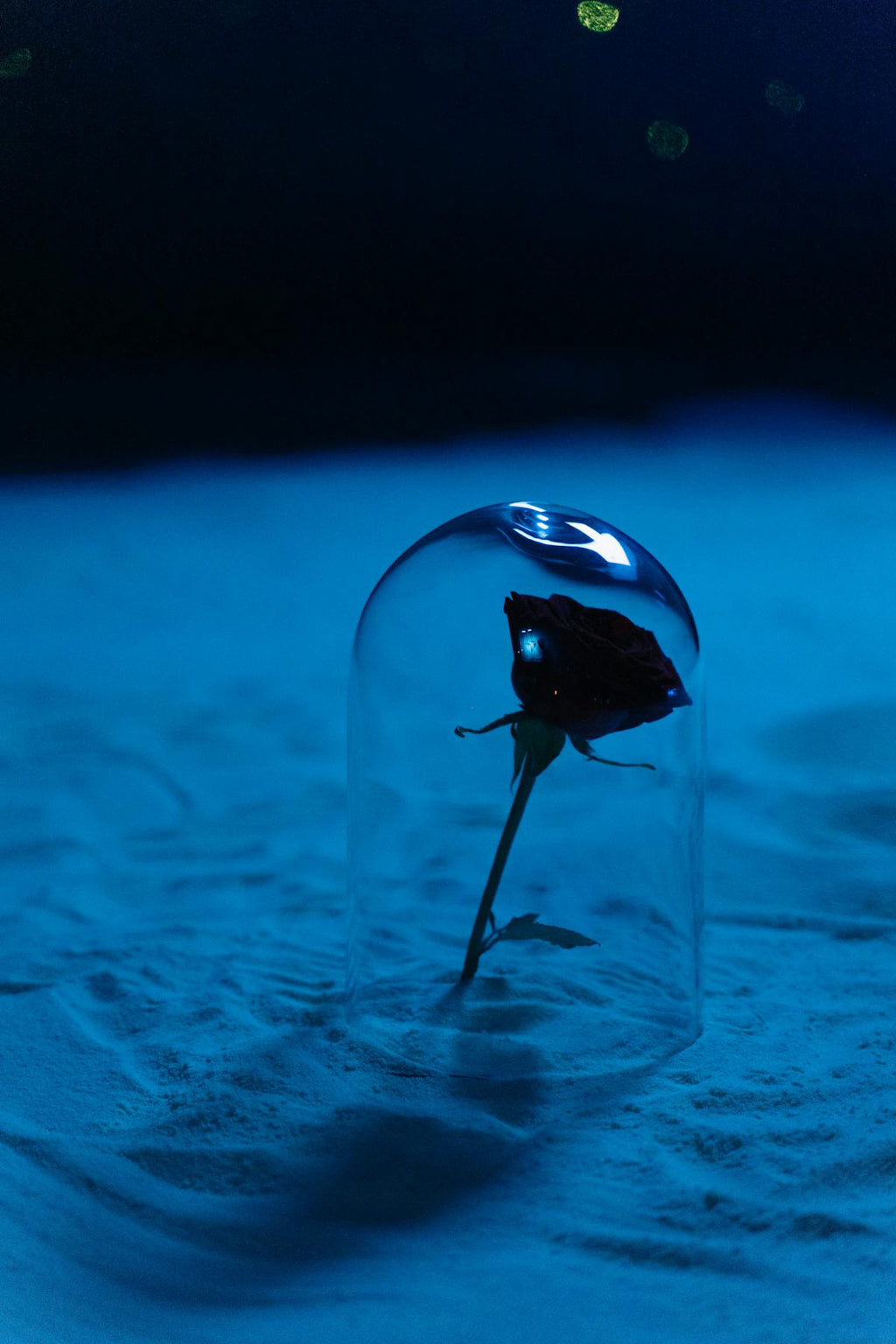 Rose rouge préservée sous verre — lumière bleue romantique