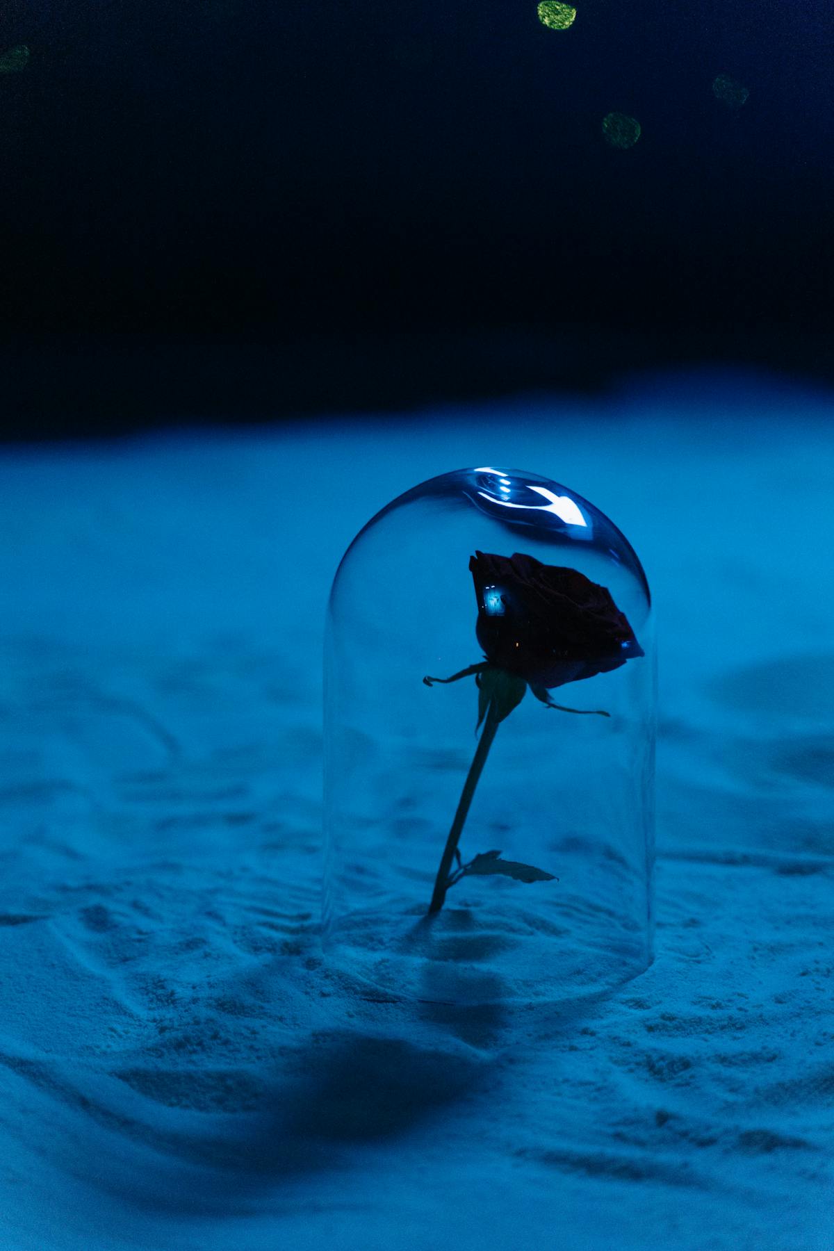 Rose rouge préservée sous verre — lumière bleue romantique